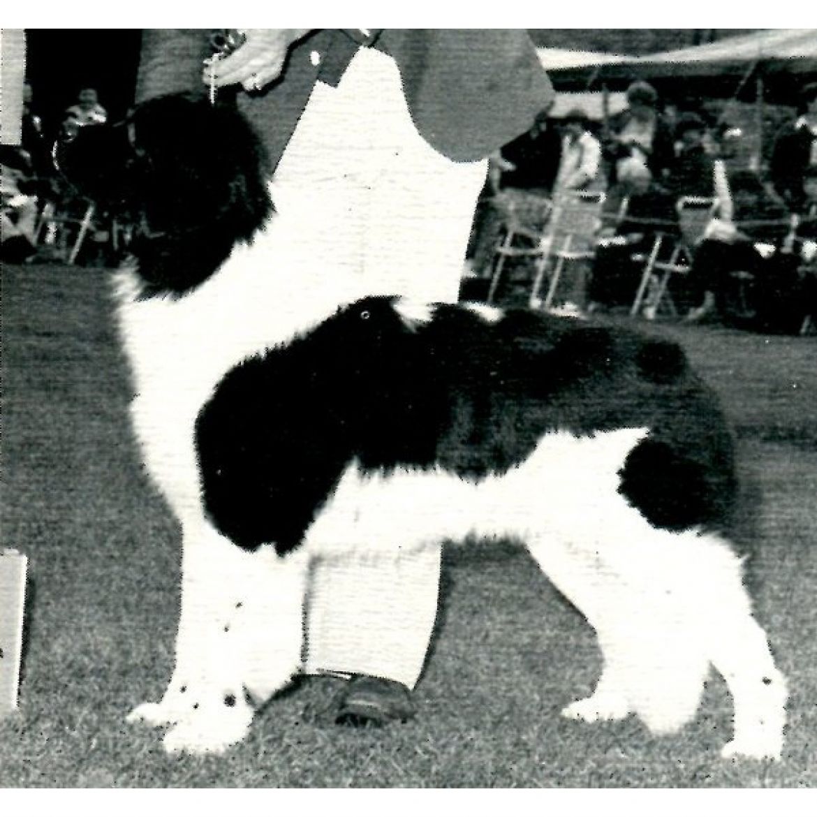 R Muzzi of Allison Acres (14-08-1976)